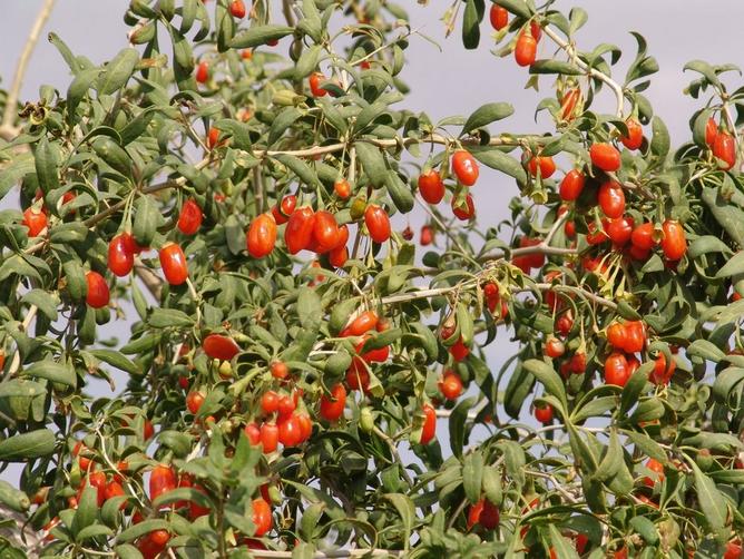 chinese Lycium barbarum seeds china goji berry seed 